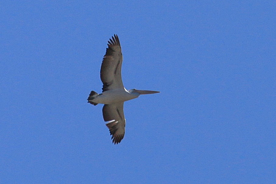 Австралийский пеликан - ML617257845
