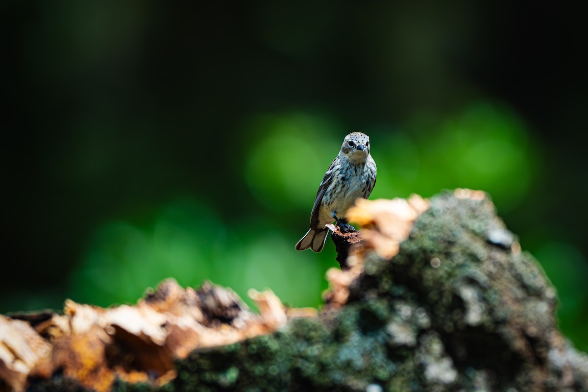 Yellow-rumped Warbler - ML617257868