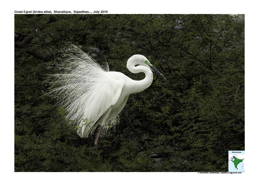 Great Egret - ML617257874