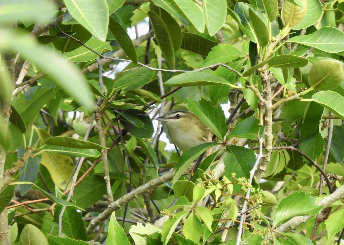 rødøyevireo - ML617257879