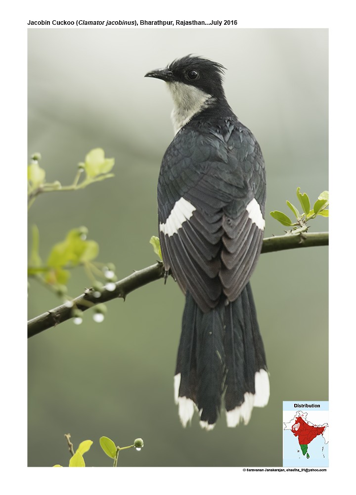 Pied Cuckoo - Saravanan Janakarajan