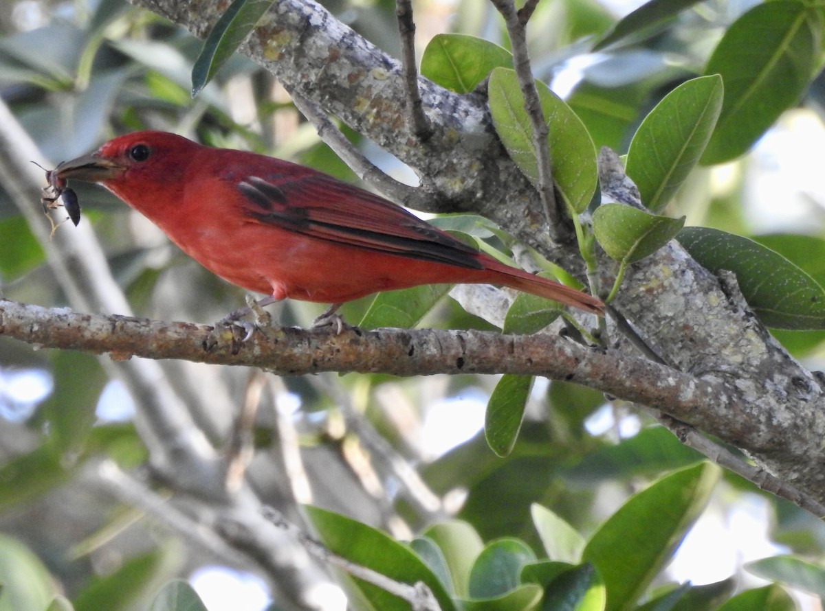 Piranga Roja - ML617257892