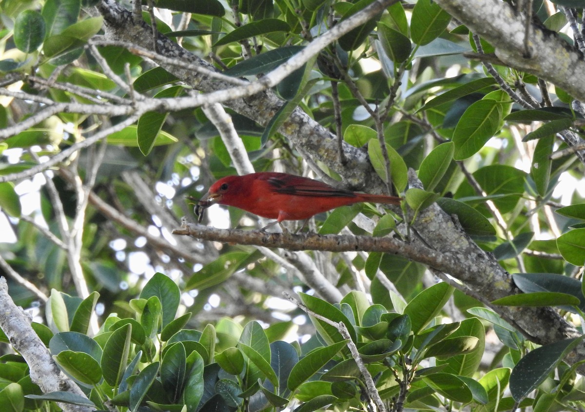 Piranga Roja - ML617257894