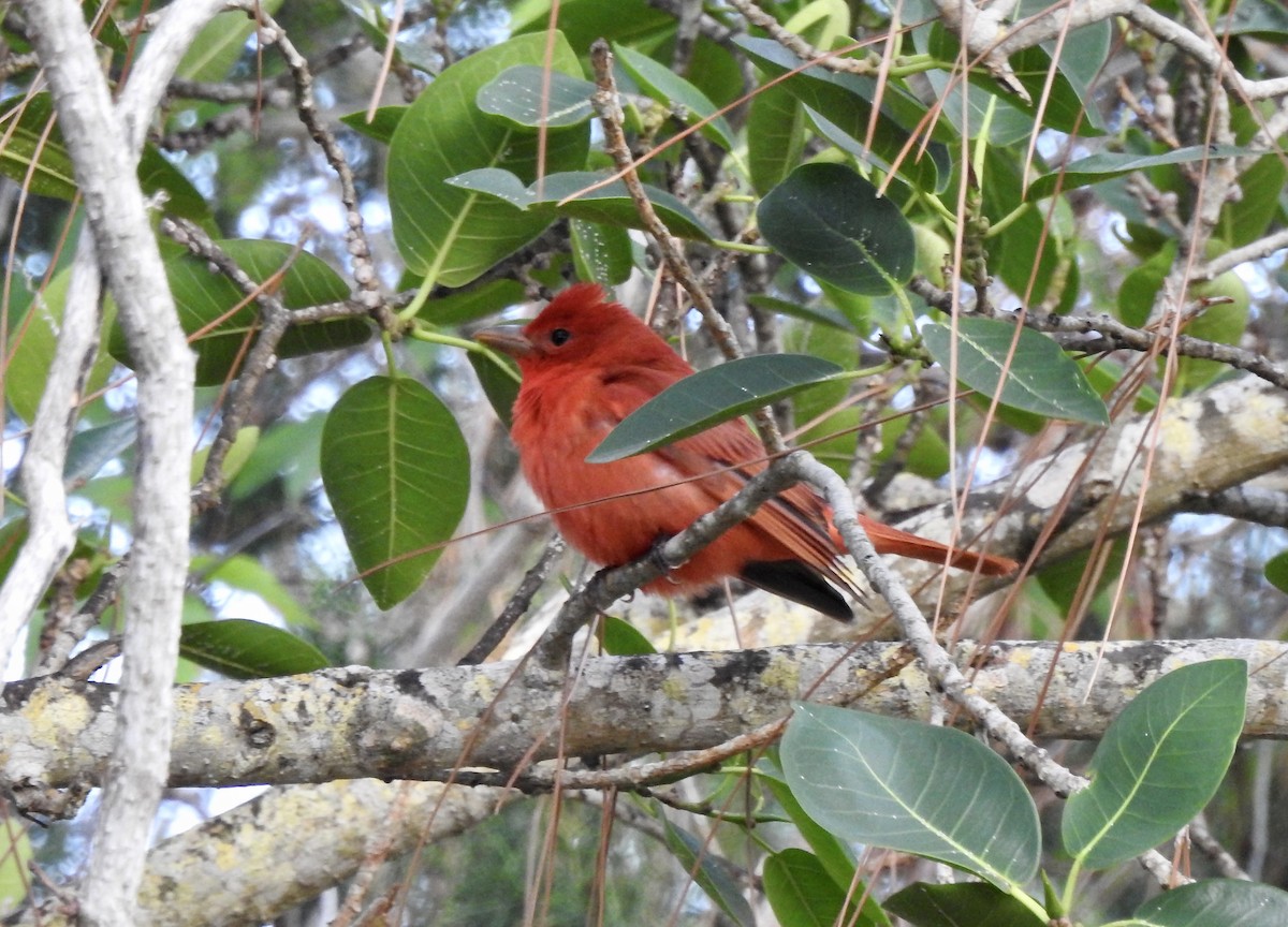 Piranga Roja - ML617257902