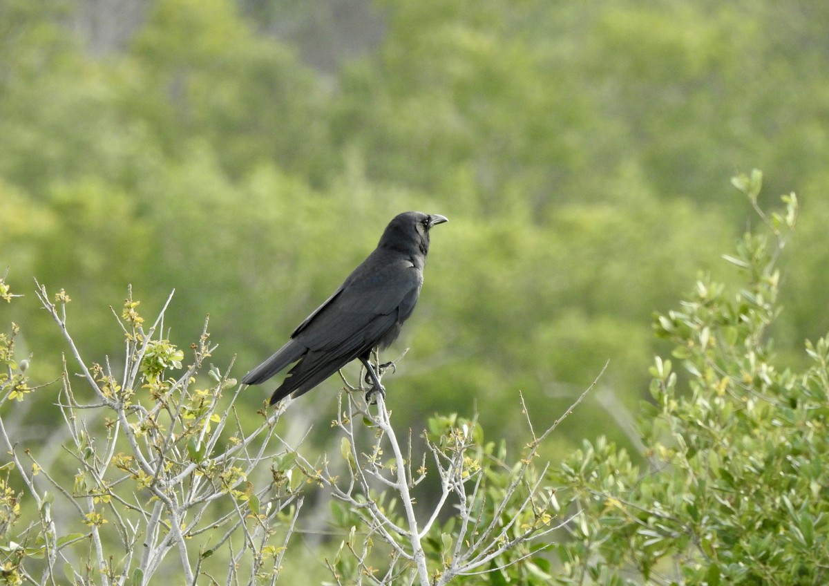 Fish Crow - Tony Ford