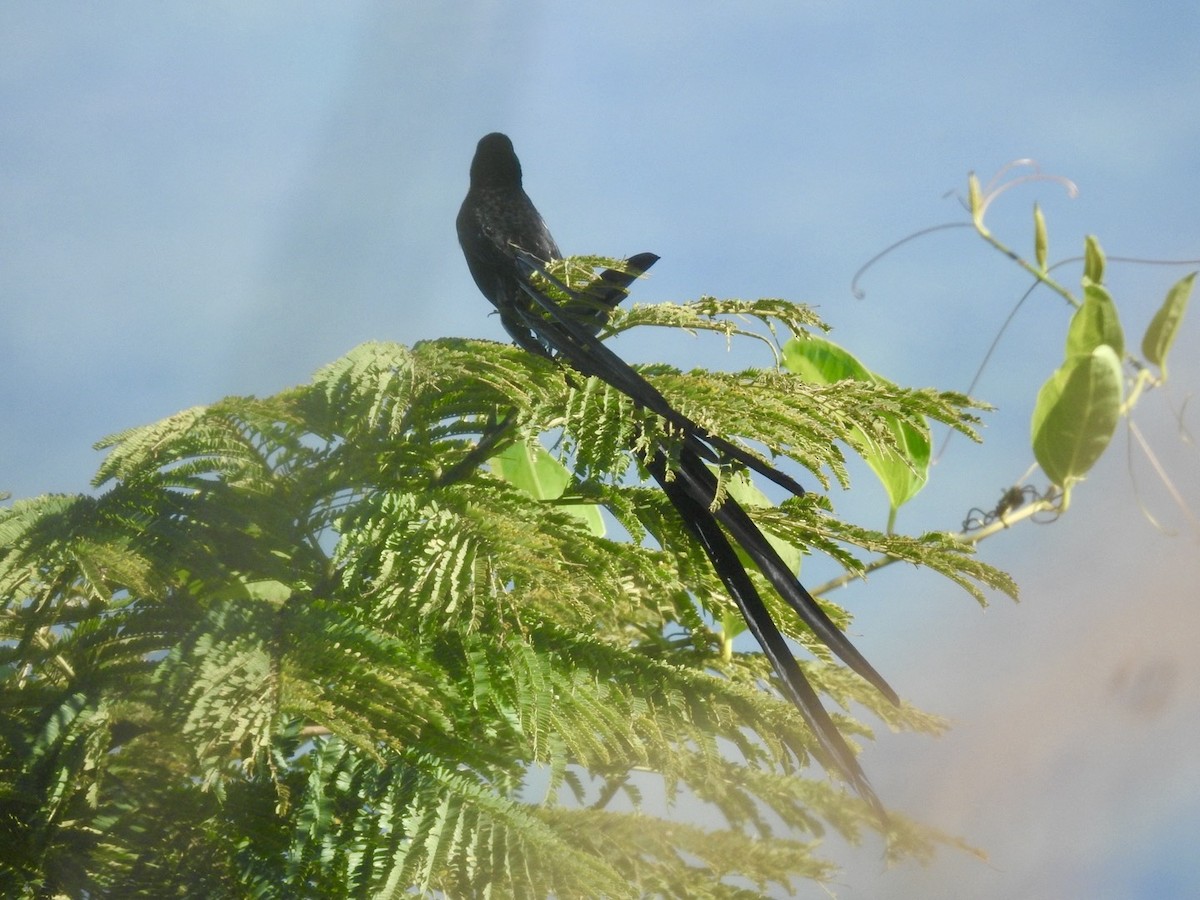 Red-collared Widowbird - ML617257983