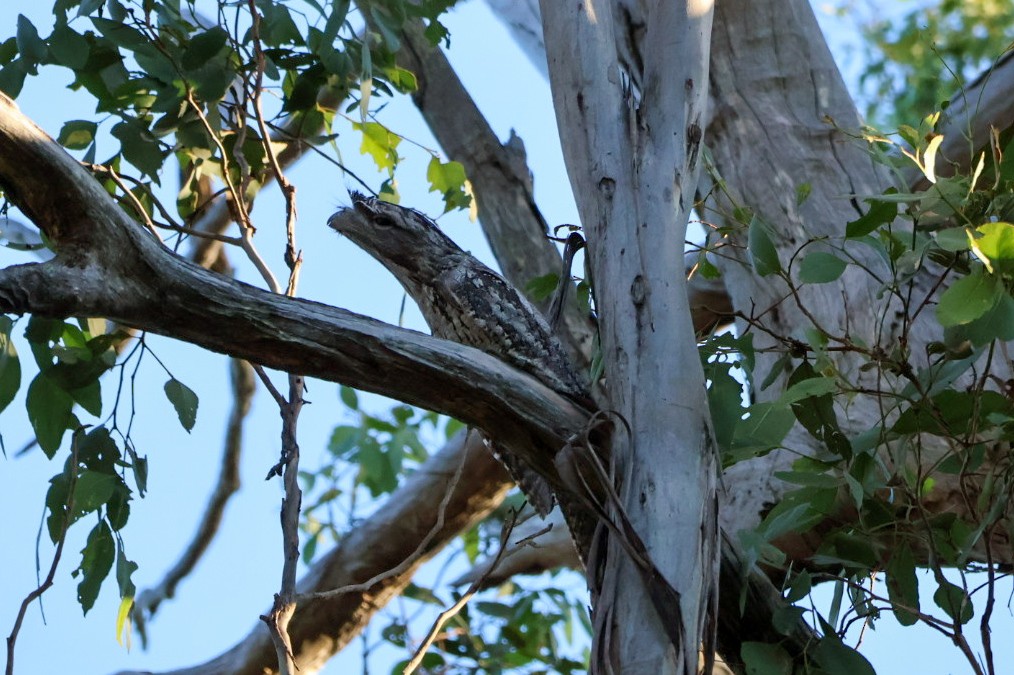 Tawny Frogmouth - Alison Cavanagh