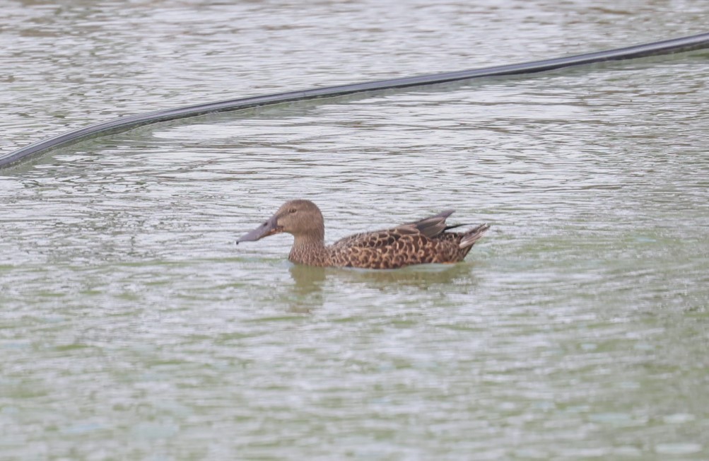 Australasian Shoveler - ML617258035