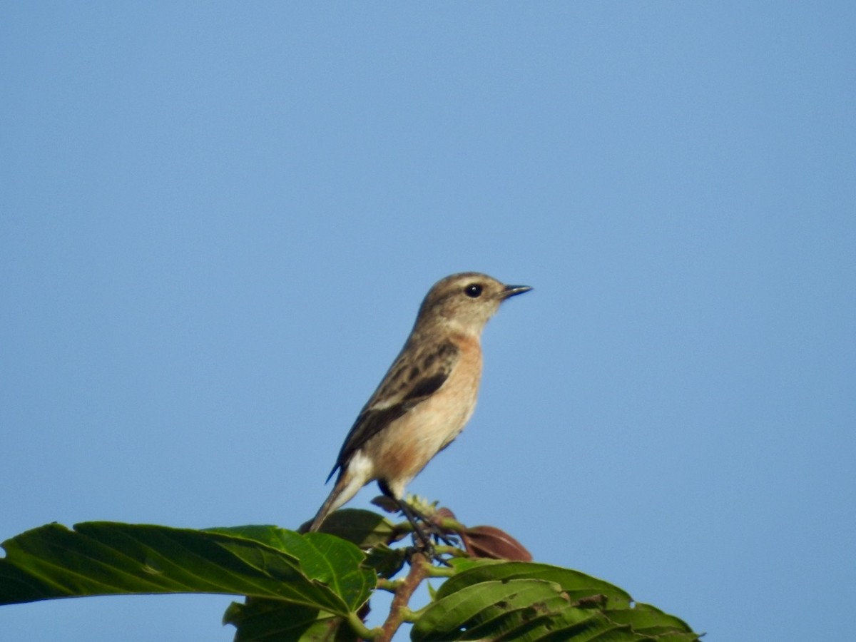 ニシノビタキ（torquatus グループ） - ML617258119