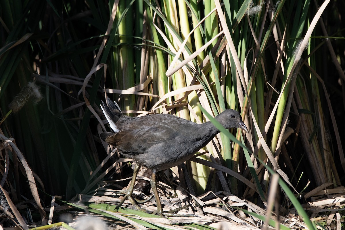 Dusky Moorhen - ML617258163