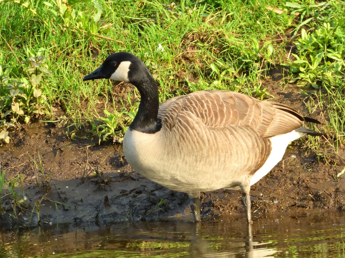 Canada Goose - Dennis op 't Roodt