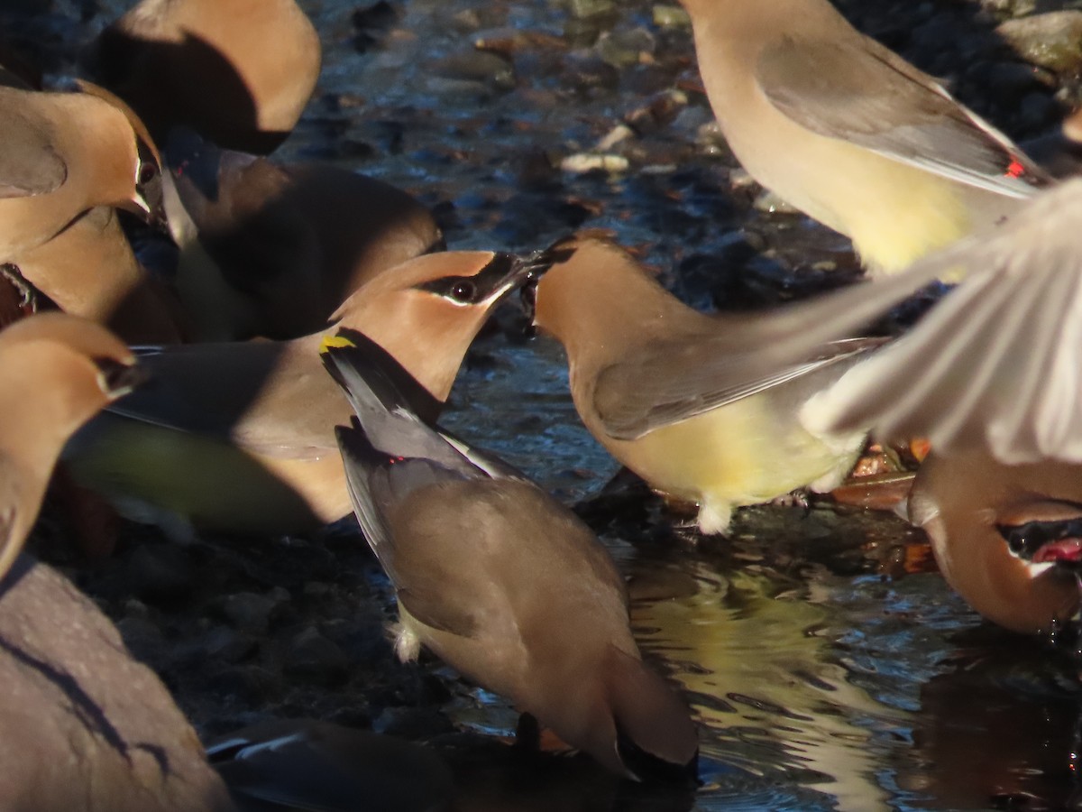 Cedar Waxwing - ML617258208