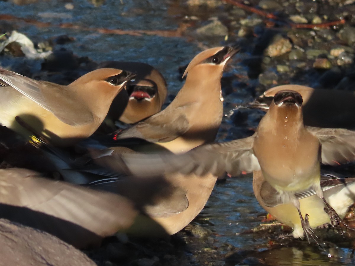 Cedar Waxwing - ML617258209