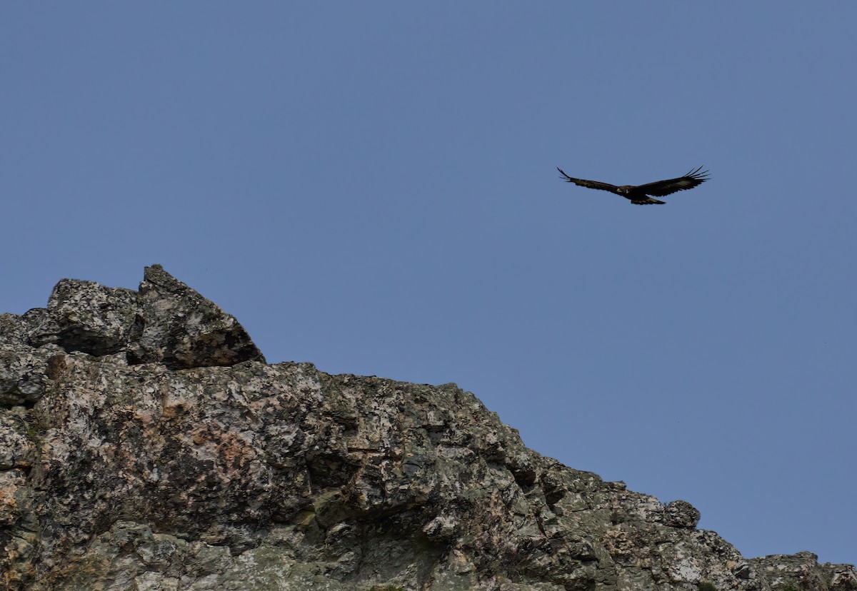 Golden Eagle - ML617258242