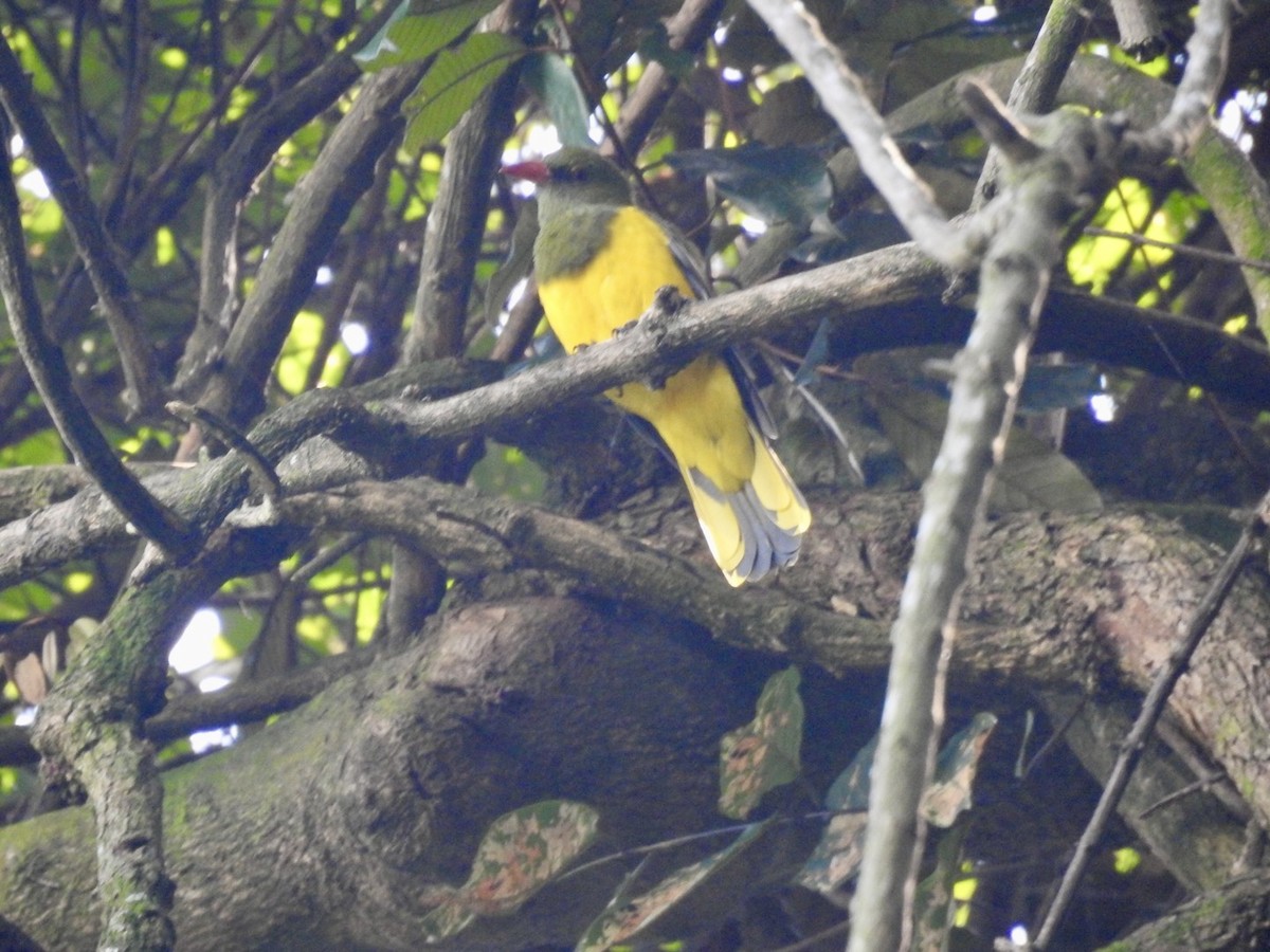 Green-headed Oriole - ML617258256