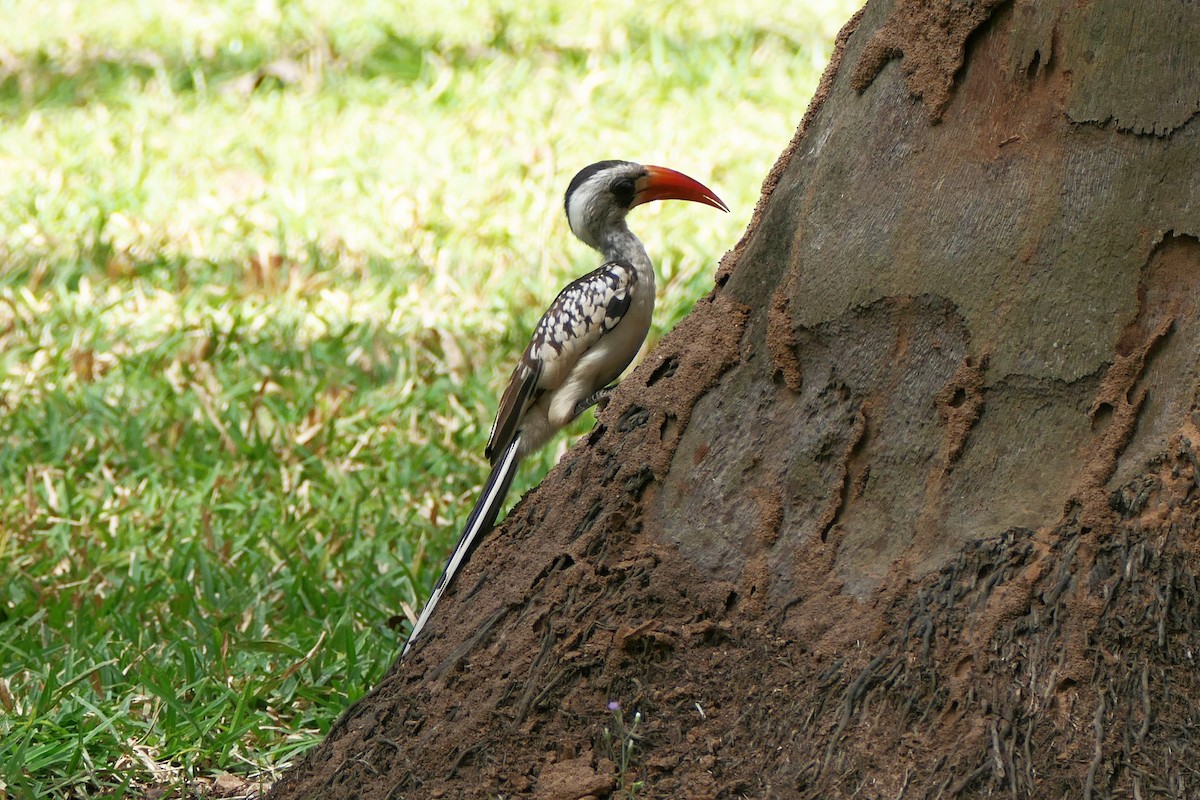 Western Red-billed Hornbill - ML617258283