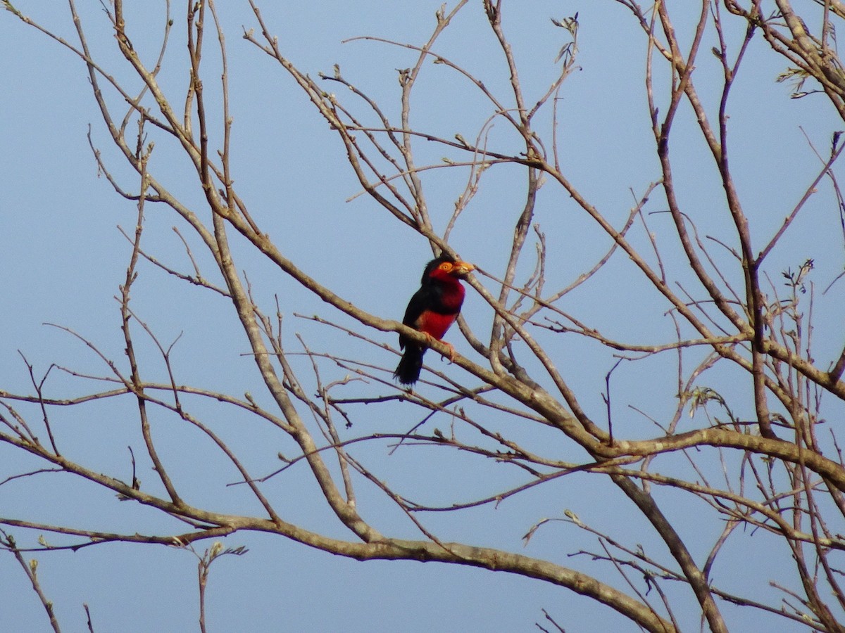 Bearded Barbet - ML617258351