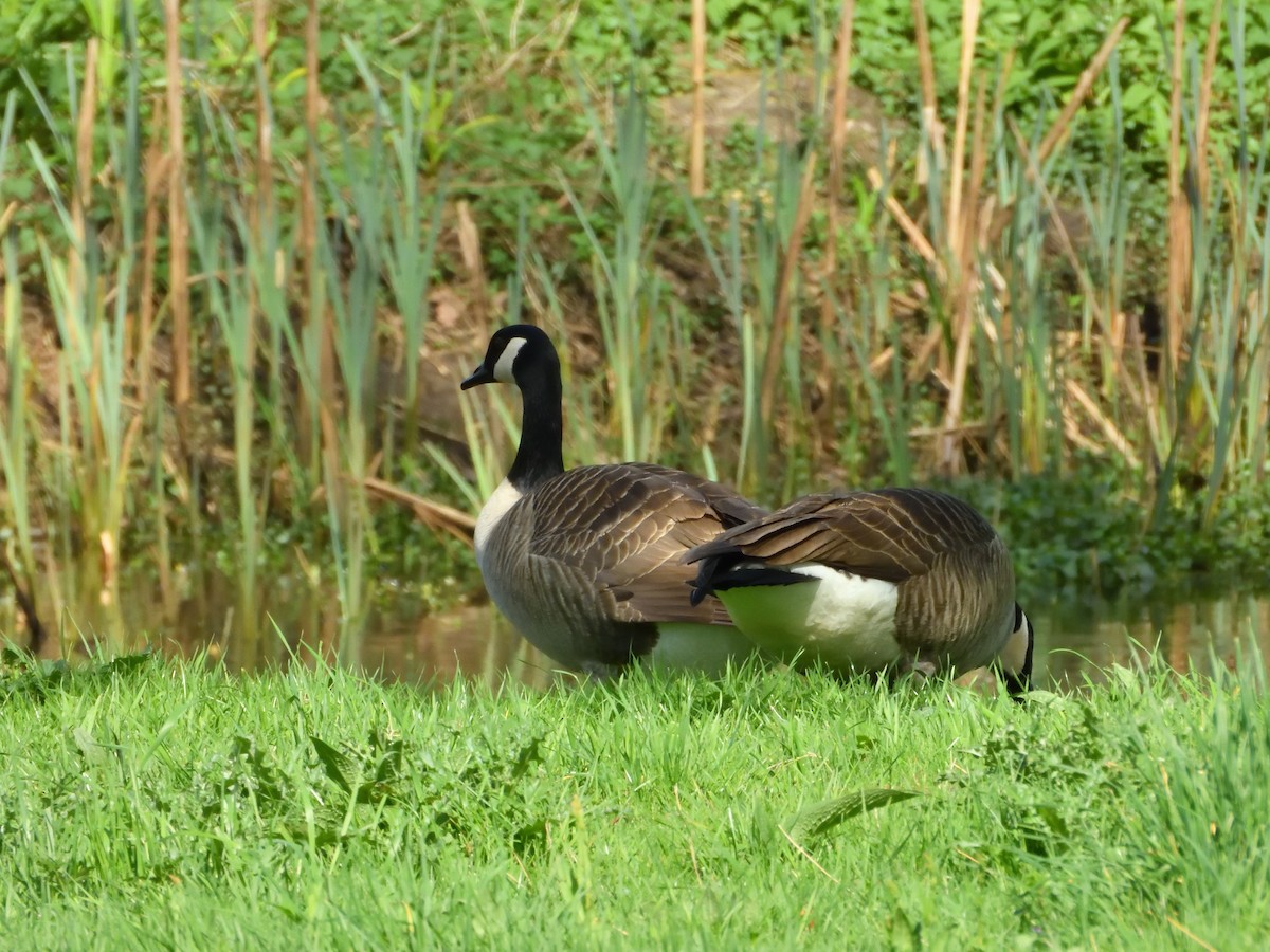 Canada Goose - Dennis op 't Roodt