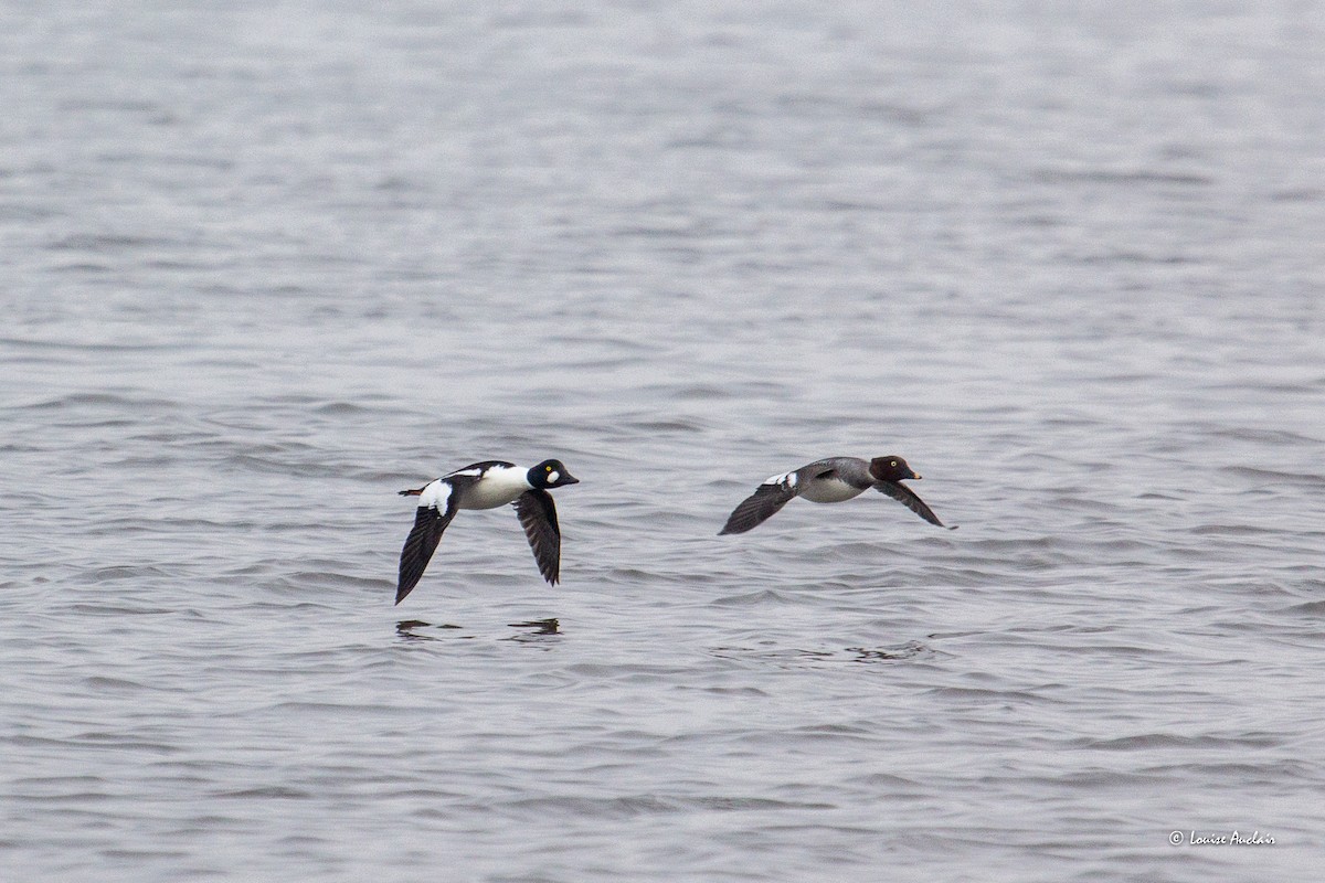 Common Goldeneye - ML617258428