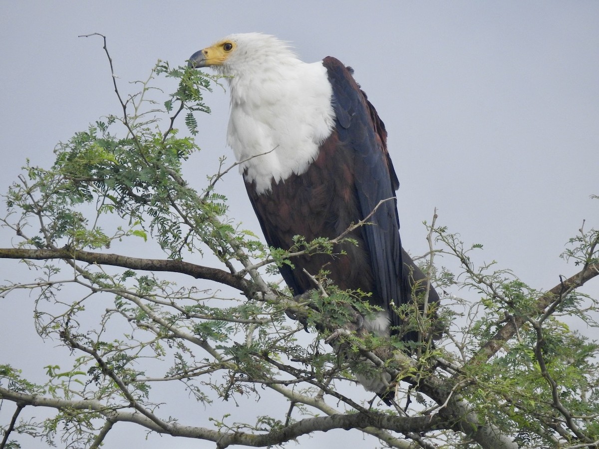 African Fish-Eagle - Nick Odio