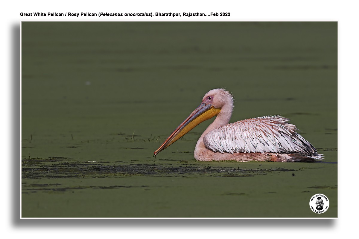 Great White Pelican - ML617258474