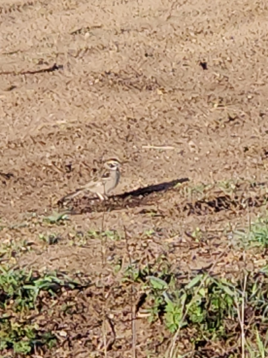 Lark Sparrow - ML617258526