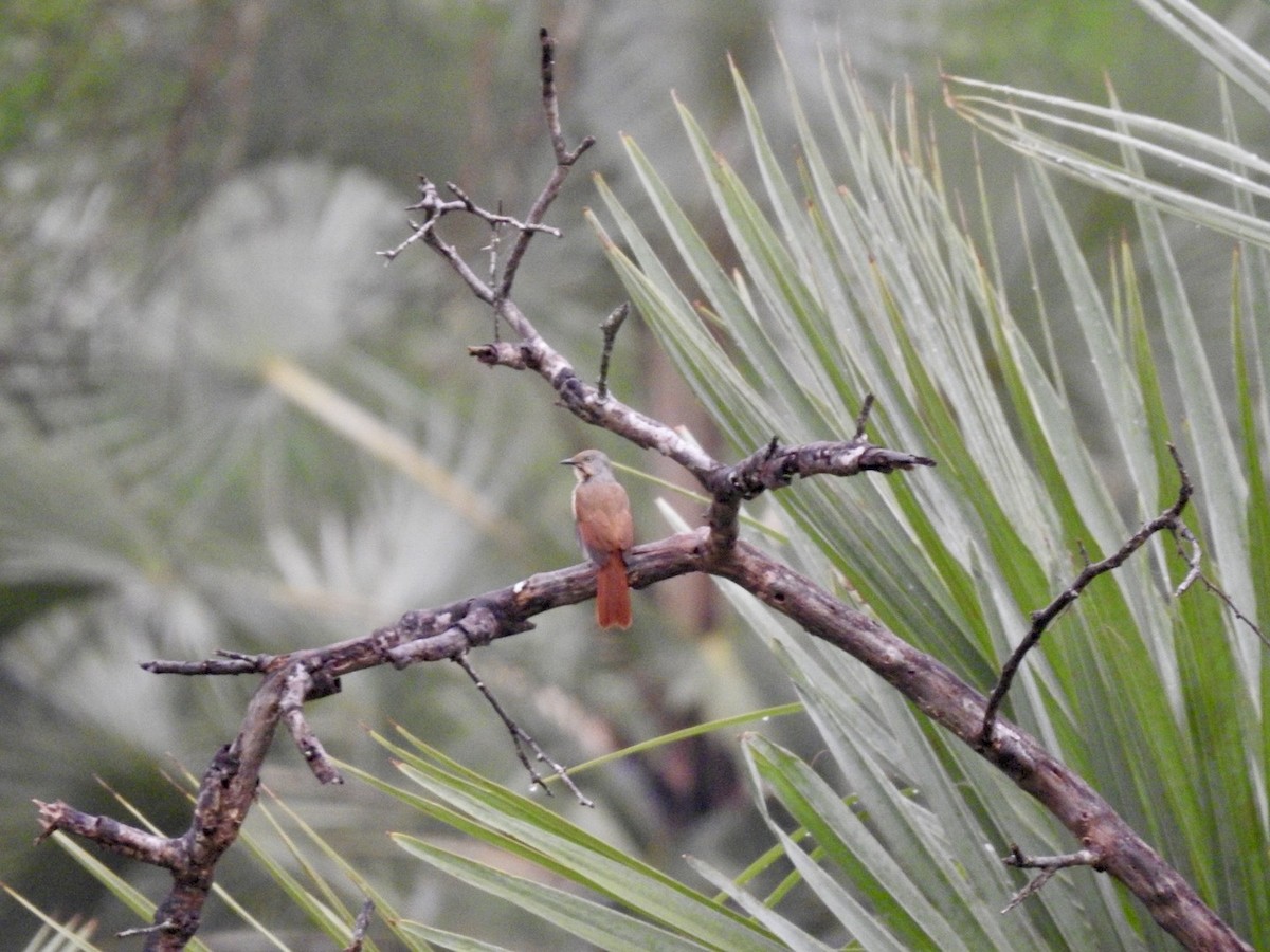 Collared Palm-Thrush - ML617258529