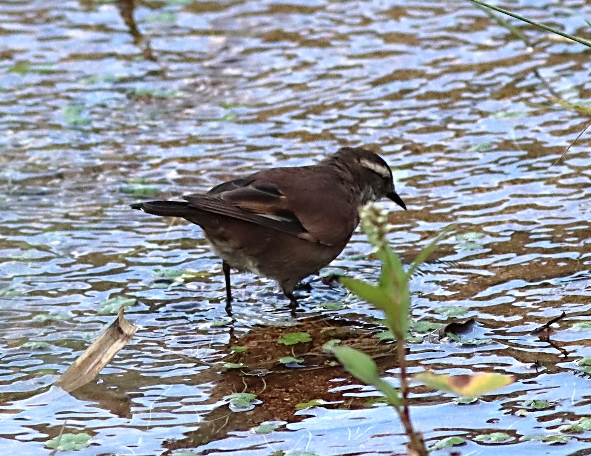 White-winged Cinclodes - ML617258537