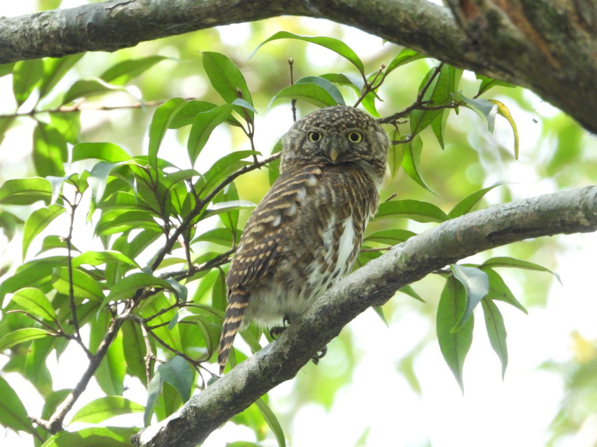 Collared Owlet - ML617258547