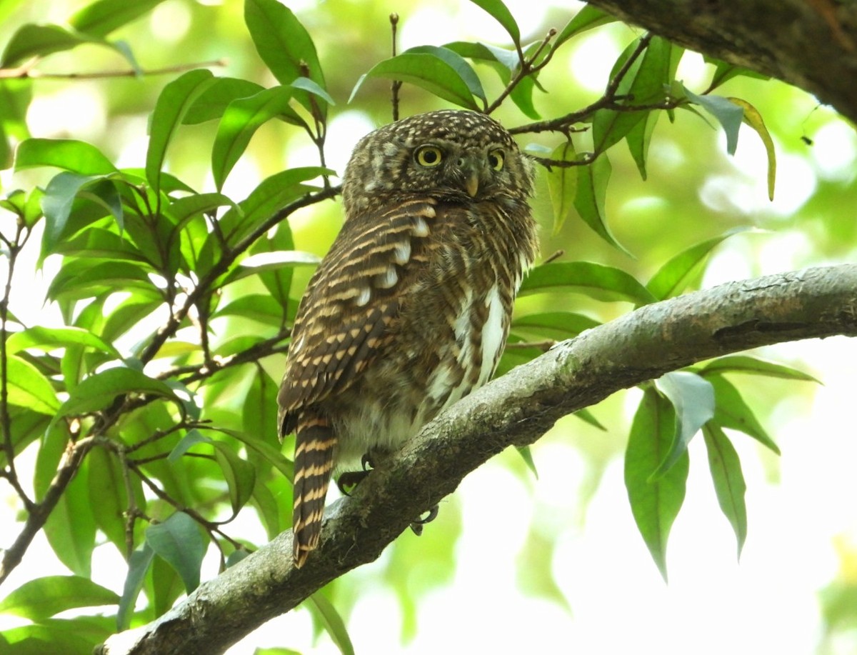Collared Owlet - ML617258549