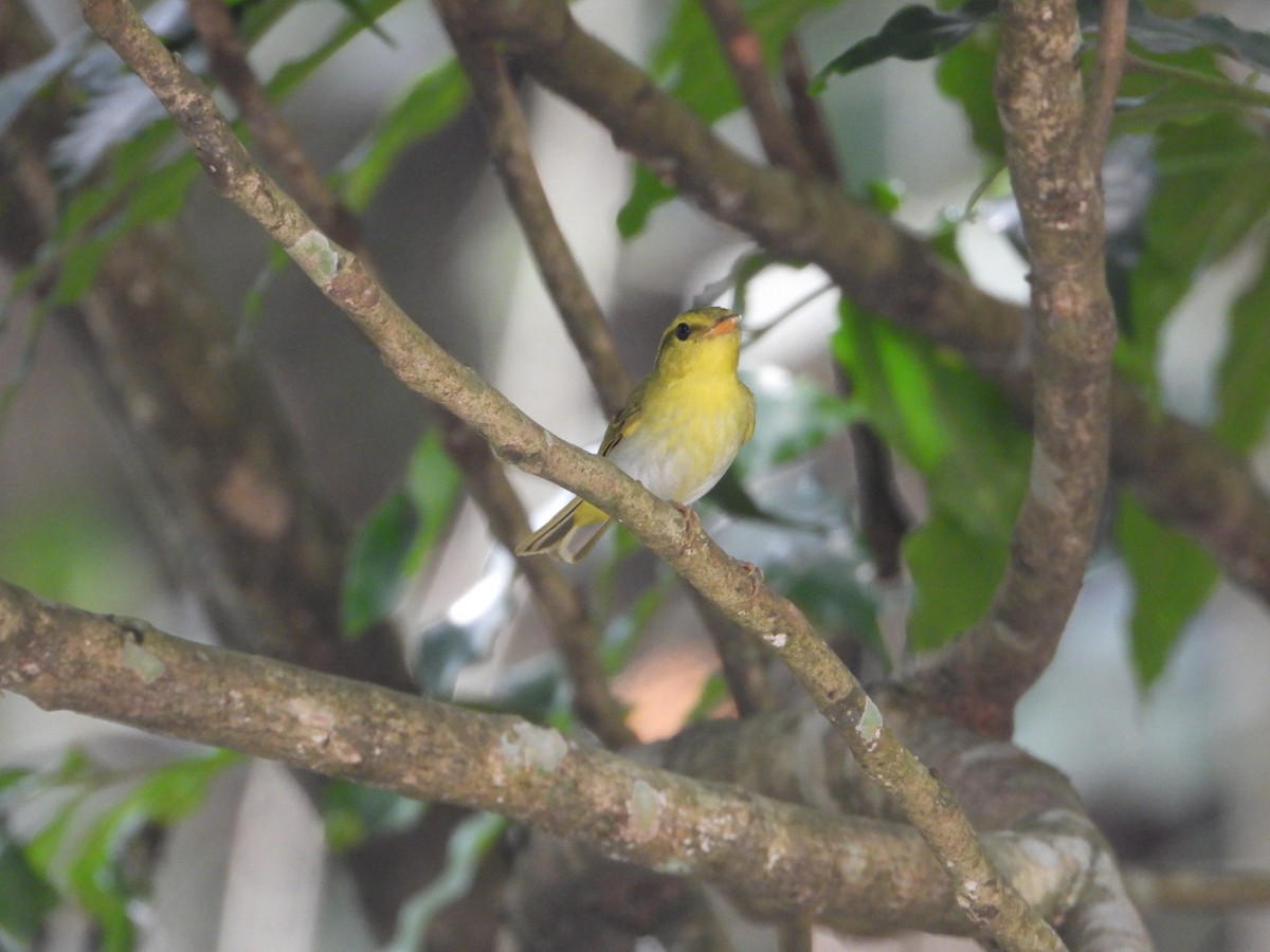 Yellow-vented Warbler - ML617258562