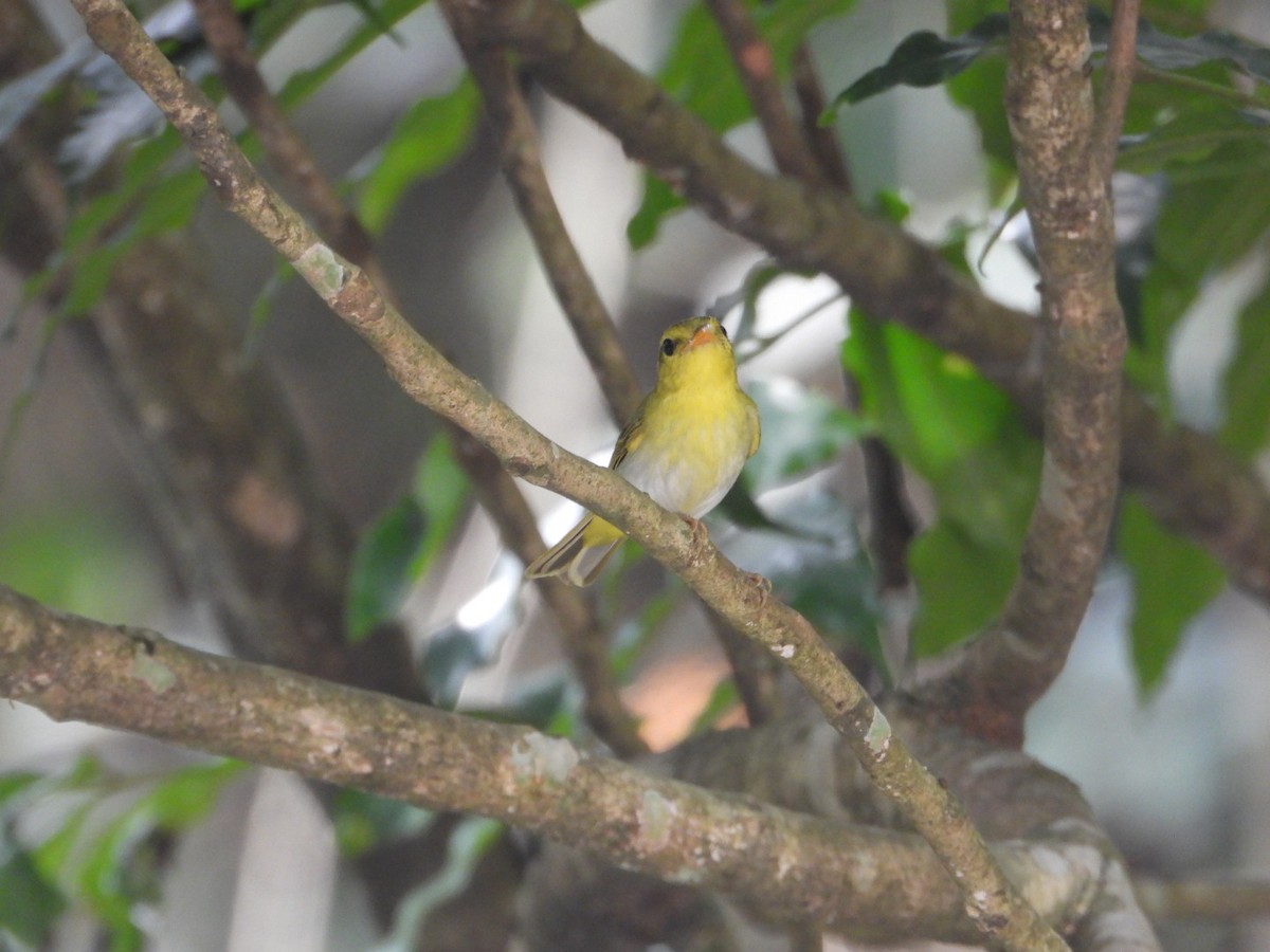 Yellow-vented Warbler - ML617258564