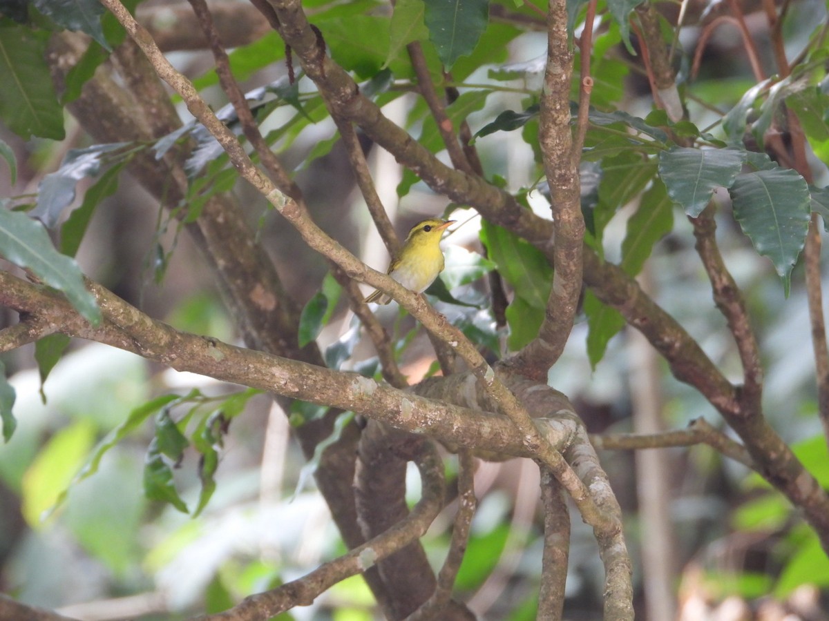 Yellow-vented Warbler - Chaiti Banerjee