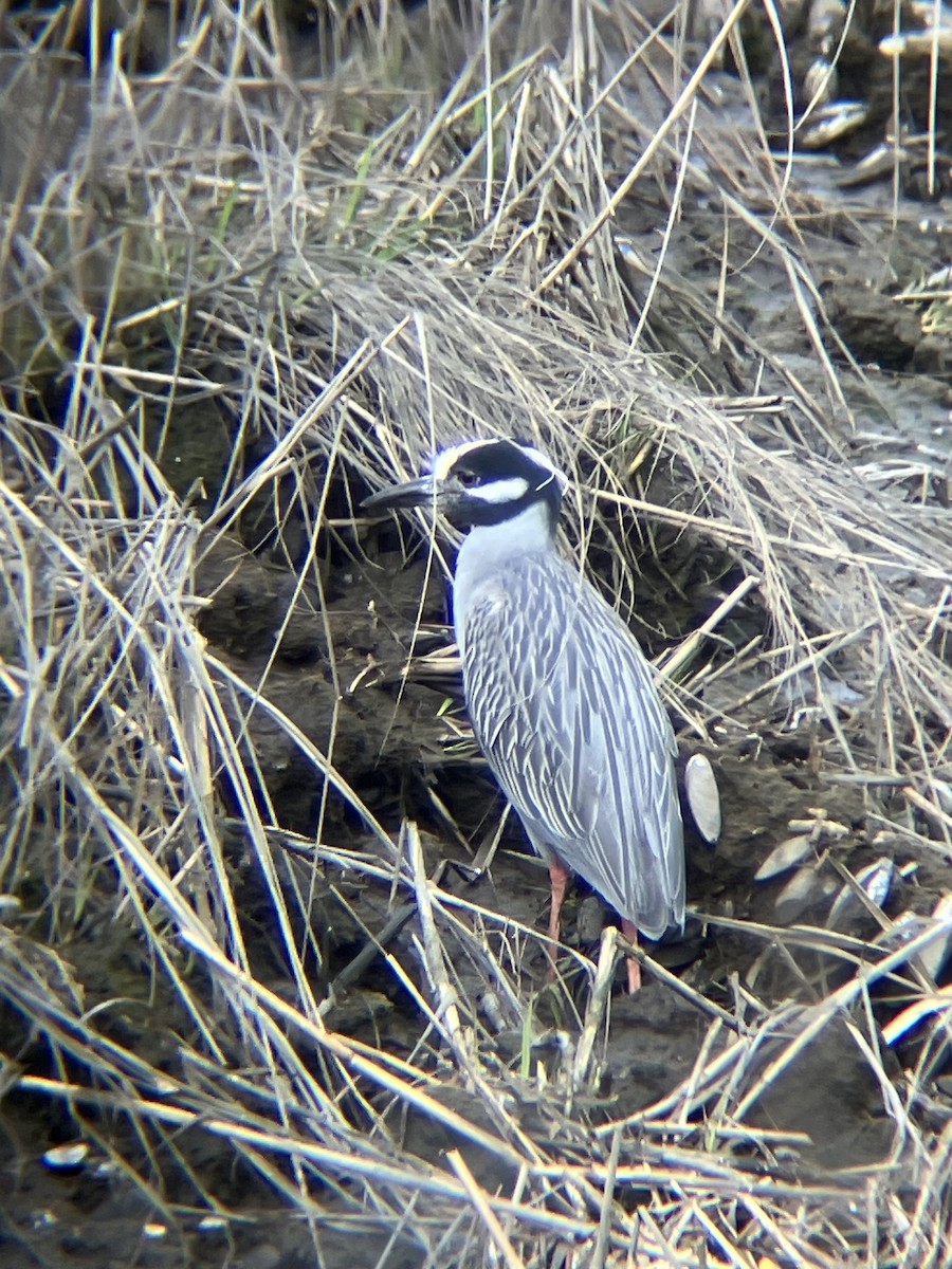 Yellow-crowned Night Heron - ML617258569