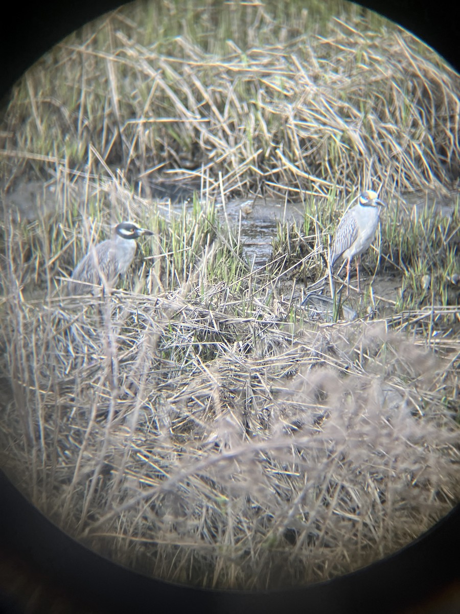 Yellow-crowned Night Heron - ML617258570