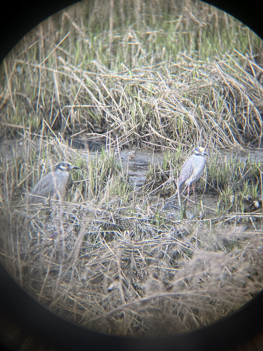 Yellow-crowned Night Heron - ML617258571