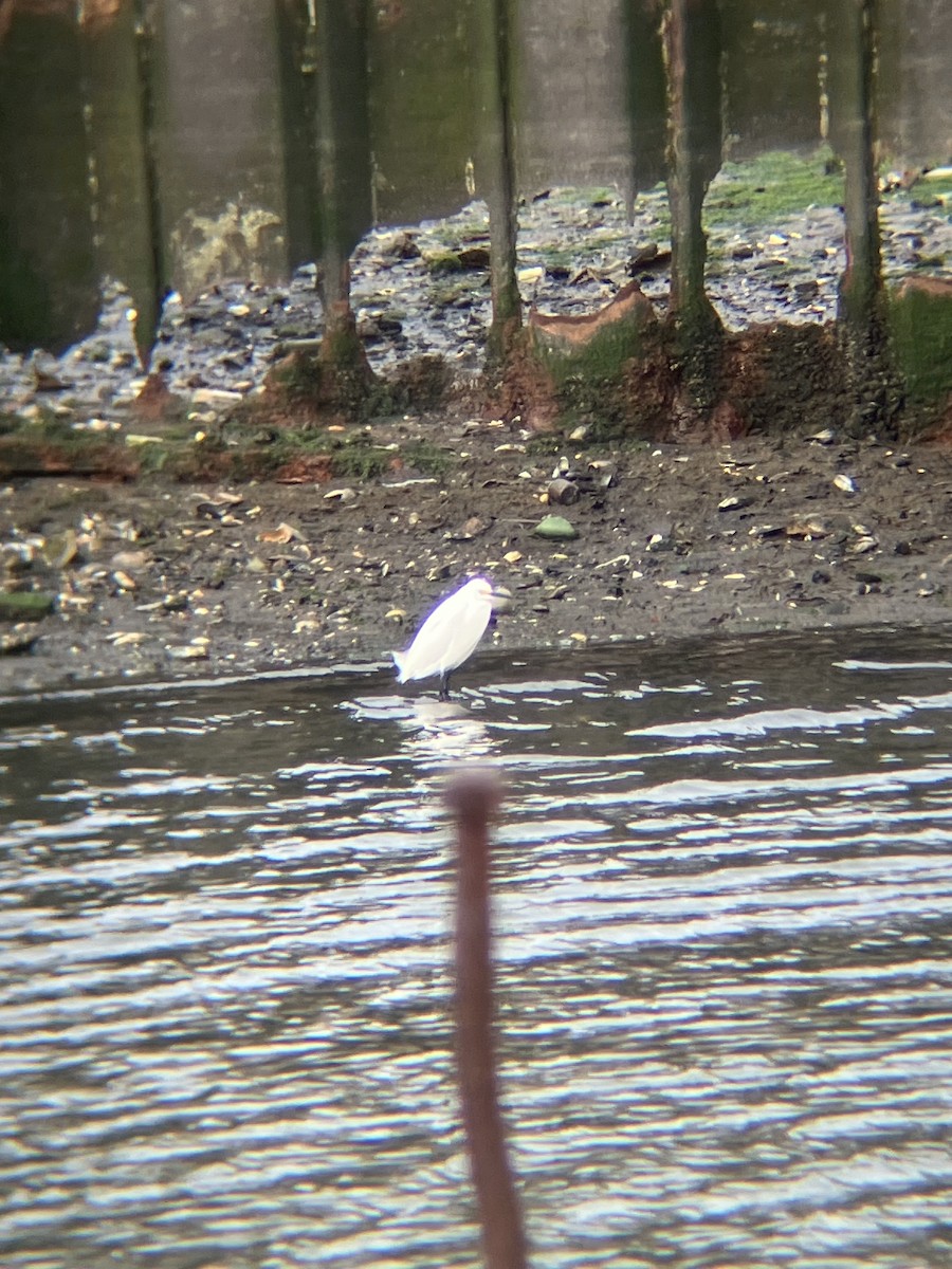 Snowy Egret - ML617258577