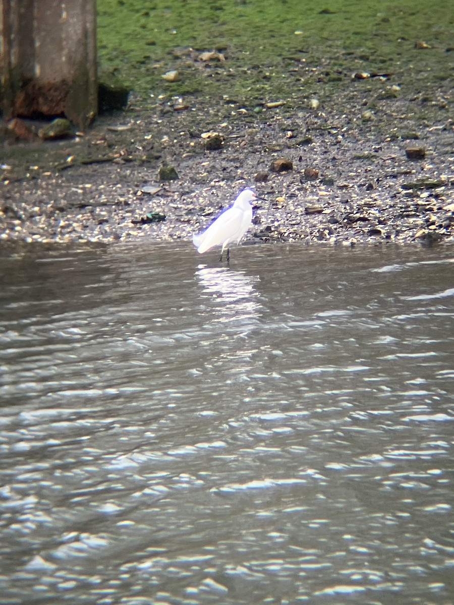 Snowy Egret - ML617258578