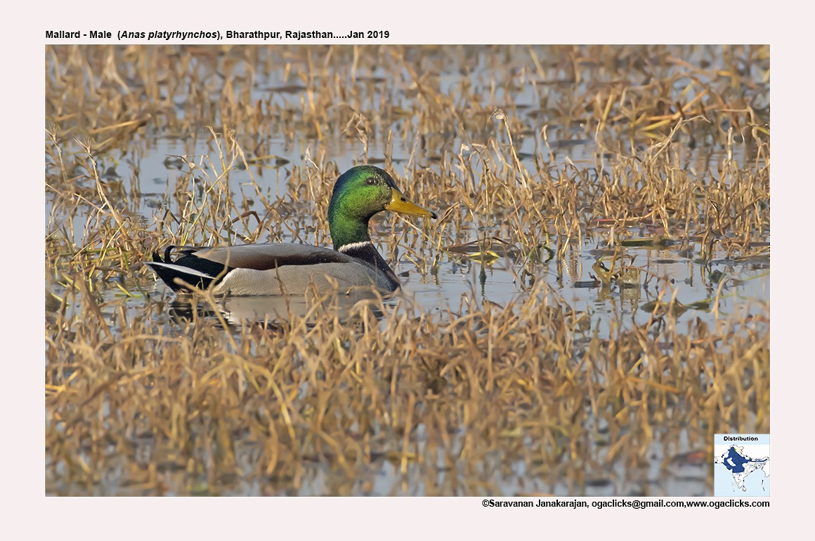 Canard colvert - ML617258595