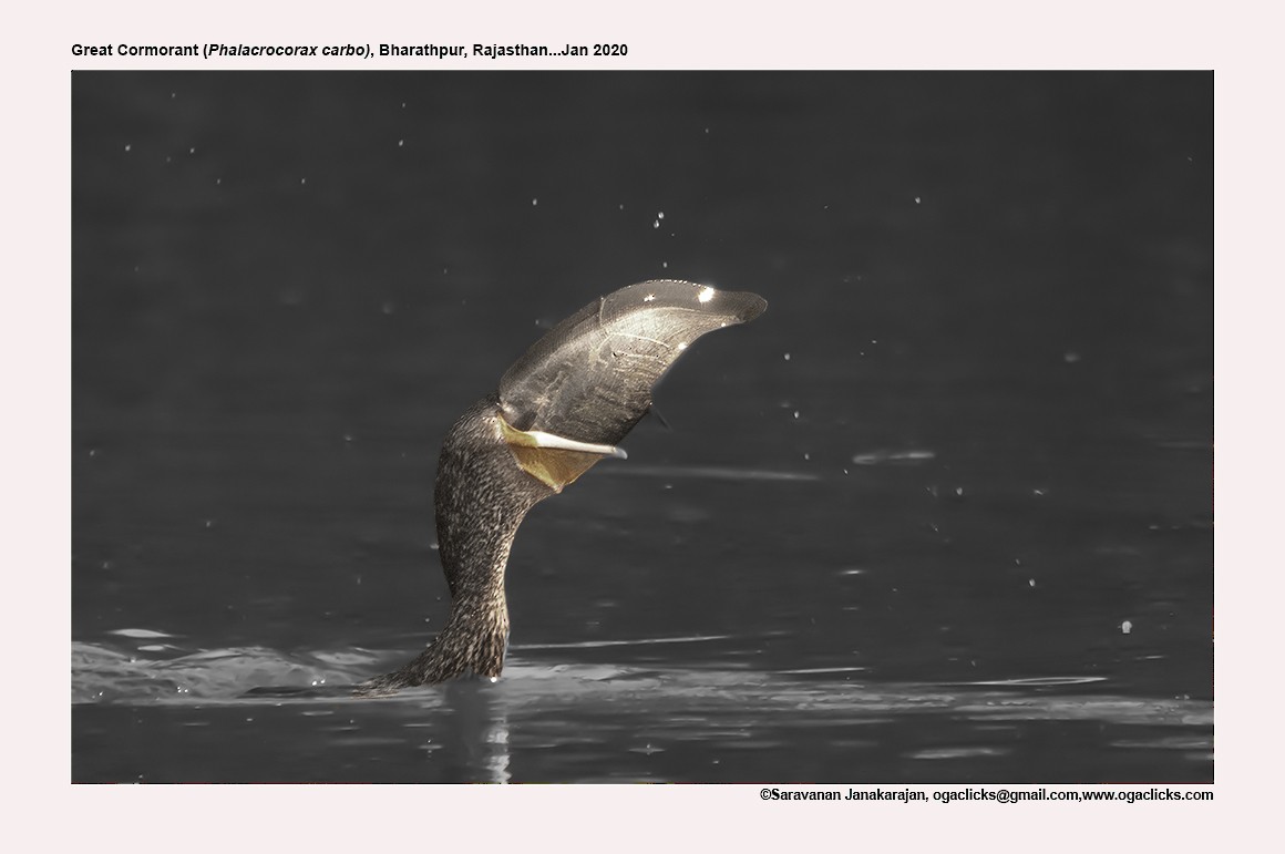 Great Cormorant - ML617258693