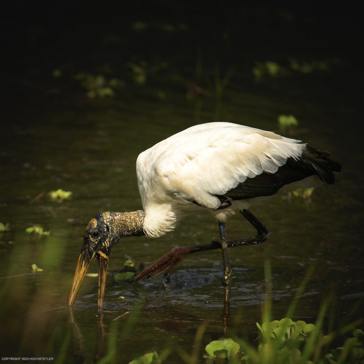 Wood Stork - ML617258708