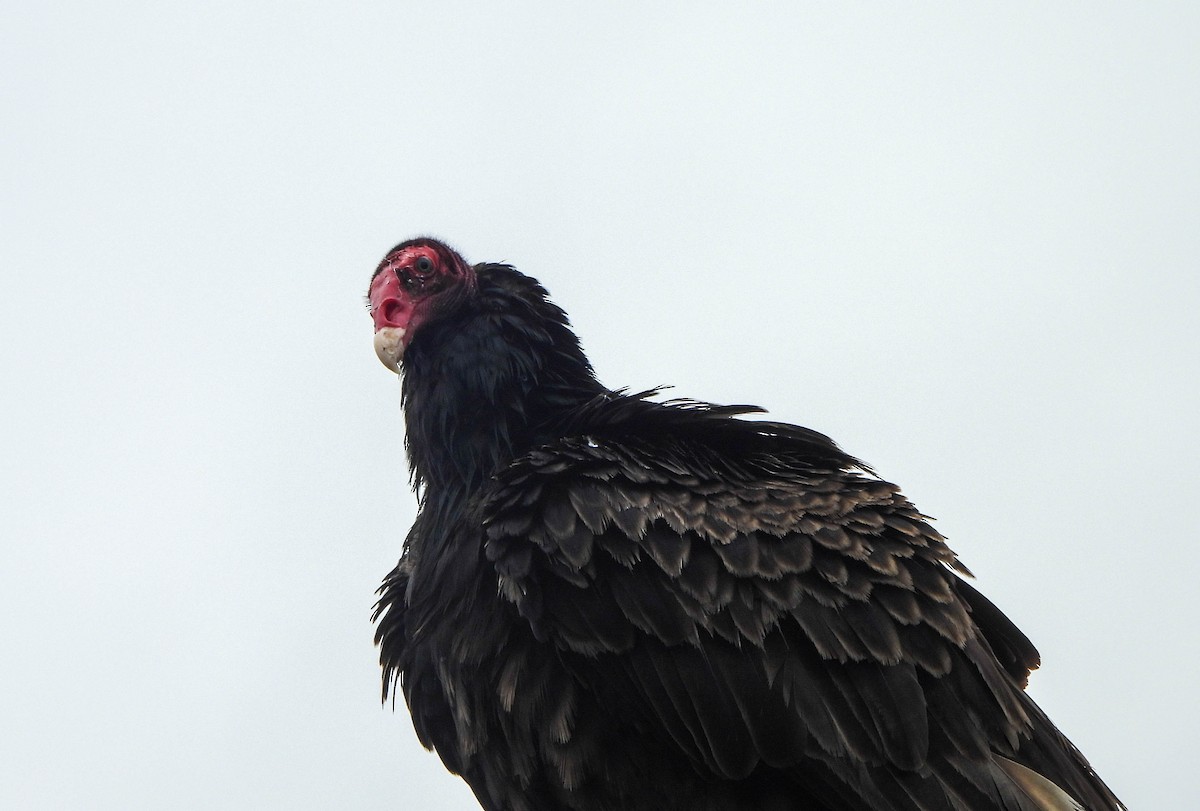 Turkey Vulture - Susan Brauning