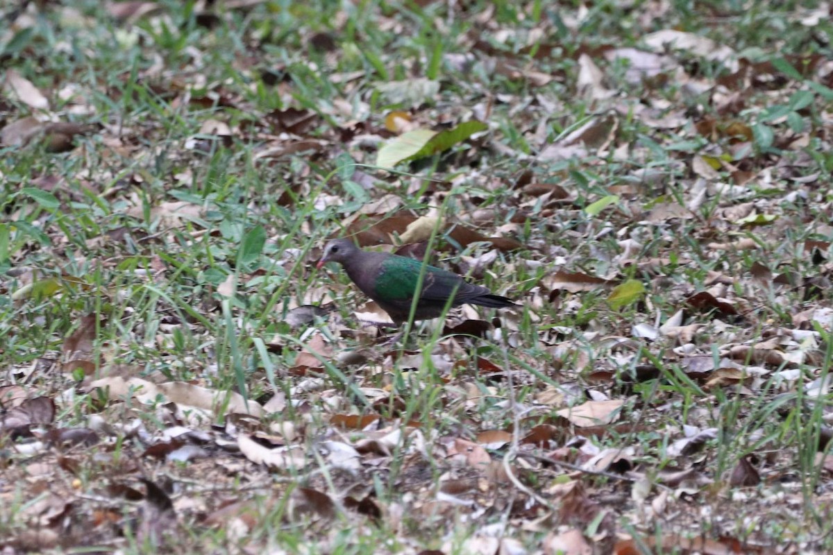 holub zelenokřídlý - ML617258748