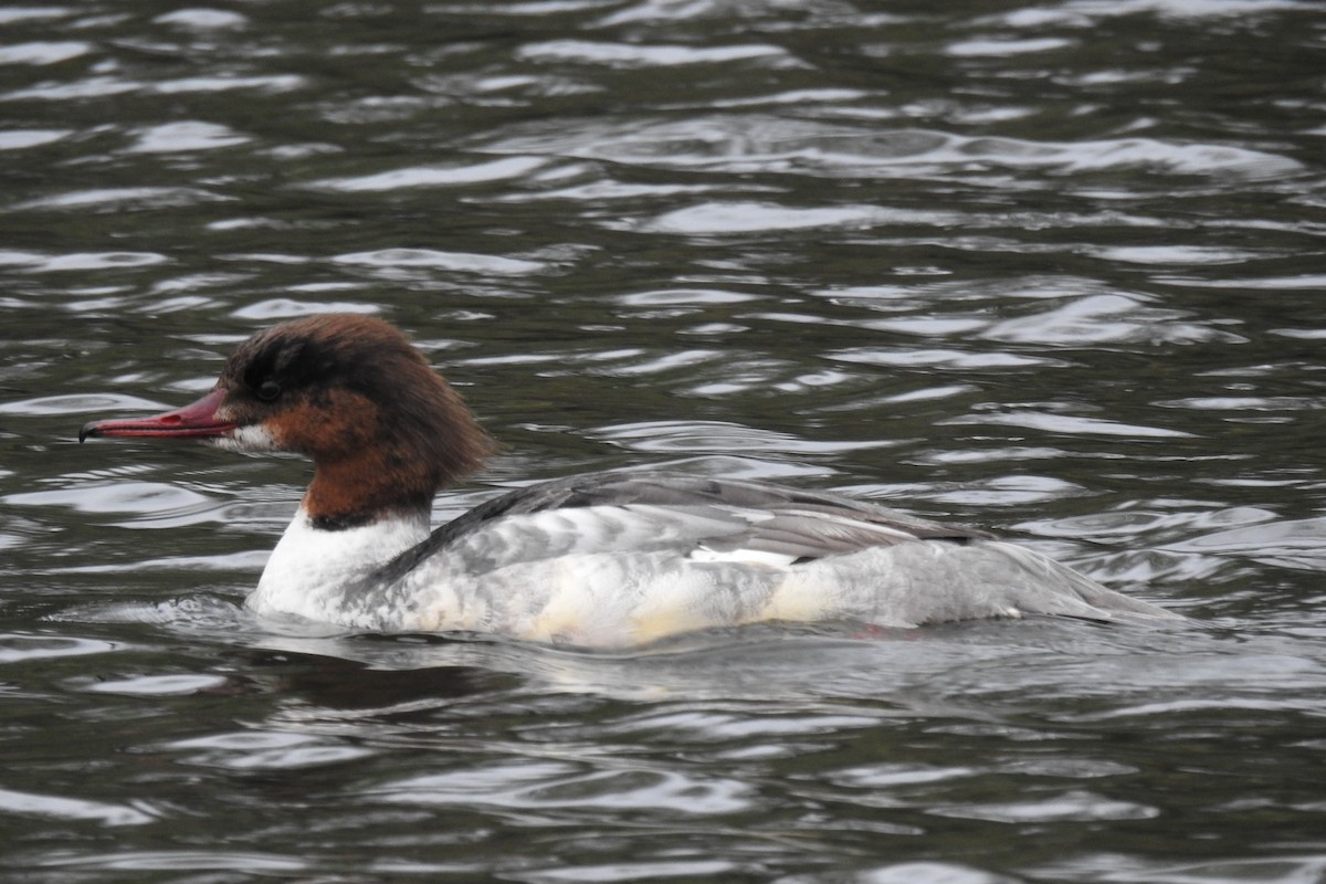 Common Merganser - ML617258784