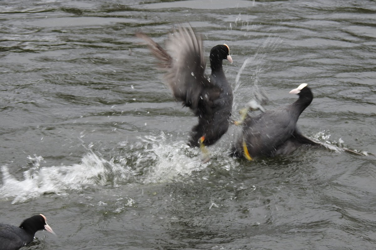 Eurasian Coot - ML617258790