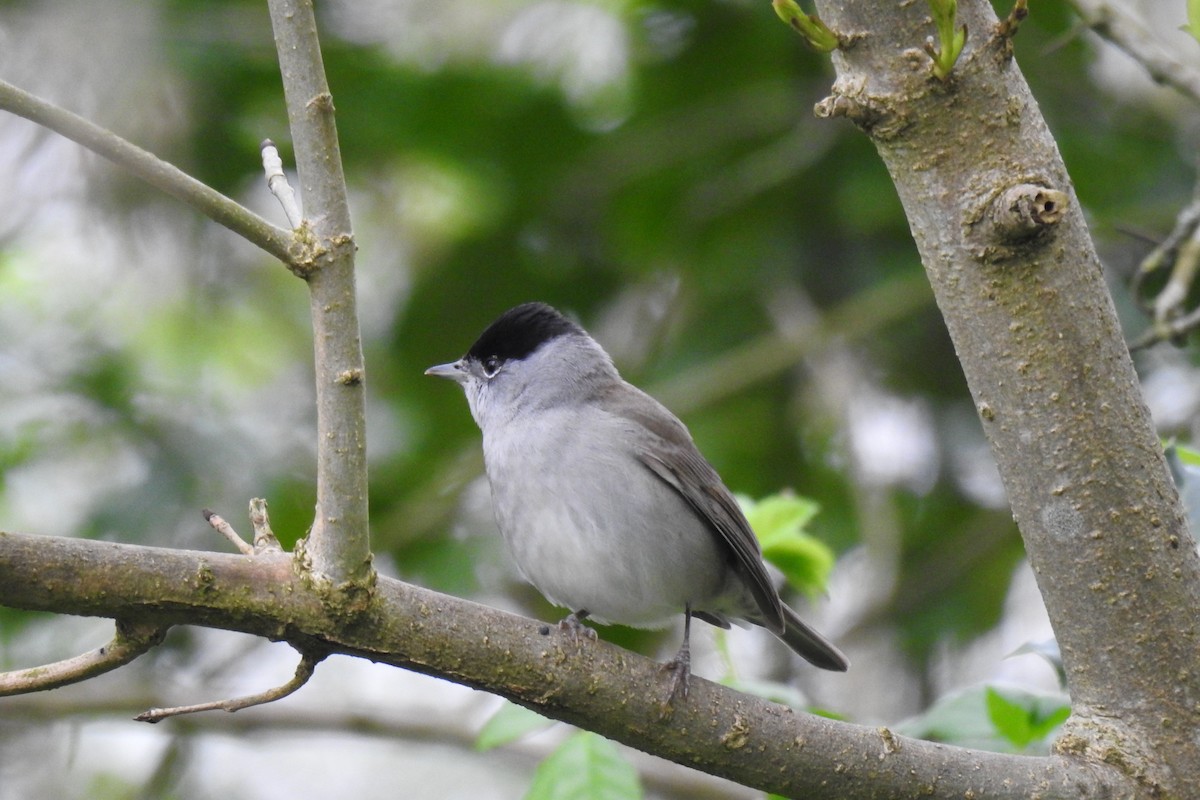 Eurasian Blackcap - ML617258795