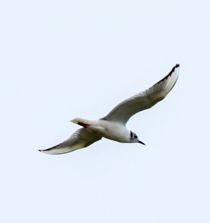 Bonaparte's Gull - ML617258820