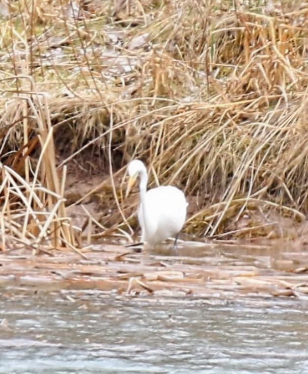 Great Egret - ML617258832