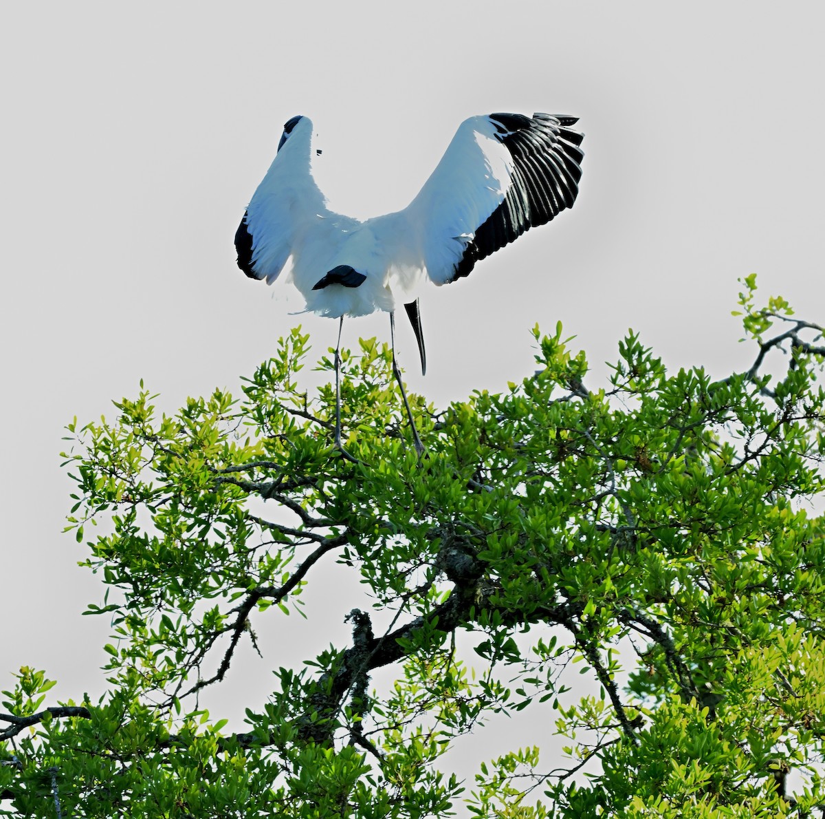 Wood Stork - ML617258897