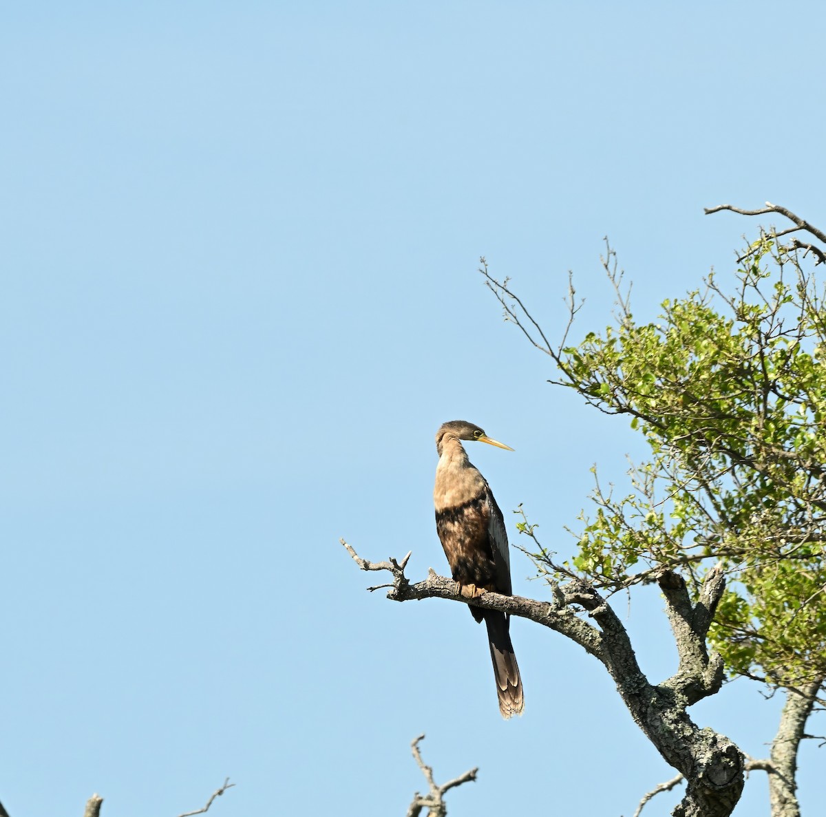 Amerika-Schlangenhalsvogel - ML617258909